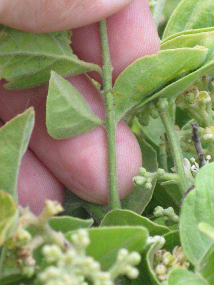              Petiole (Riverside, CA)   